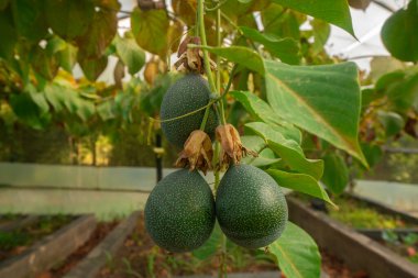 Granadilla or Chinese pomegranate fruits hanging from the plant surrounded by green leaves inside a greenhouse on a sunny day. Scientific name: Passiflora ligularis