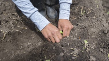 İnsanların ellerinin gün boyunca küçük marul ekmelerini yakından izliyoruz.