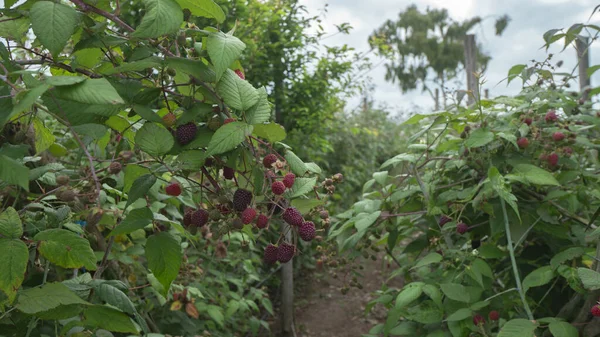 View of blackberry fruits hanging from the plant surrounded by green leaves in the middle of a blackberry plantation in daylight