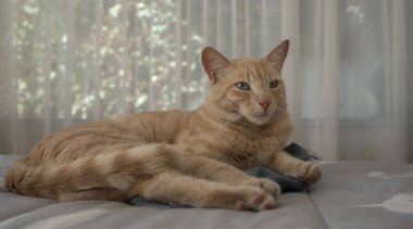 Mandalina renkli küçük kedinin yakın plan görüntüsü bir yatakta yatıyor, sağa bakıyor, pencerenin arka planı odak dışı perdelerle