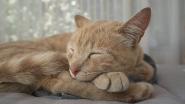 Küçük bir mandalina renkli kedi yakın plan bir yatak üzerinde uyku, başını pençeleri üzerinde dinlenen, odak dışı perdeleri ile bir pencere arka planı