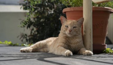 Mandalina kedisi güneşli bir günde yeşil bitkilerle dolu bir tencerenin yanında dinleniyor.