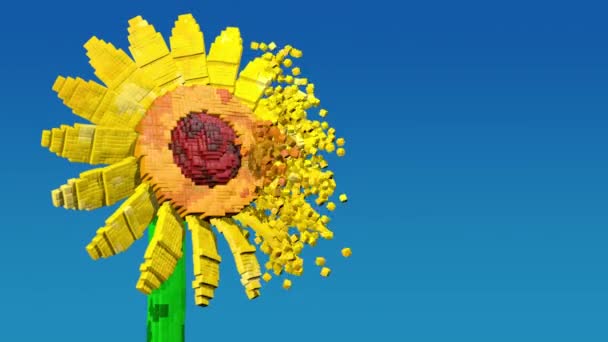 Słonecznik Rozpuszczający Się Wiatrem Niebieskim Tle Pikselowym Stylu Animacja — Wideo stockowe