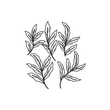 Çiçek dalı ve logo ya da dövme için minimalist yapraklar. El yapımı düğün otları, zarif kır çiçekleri. Baskı, kapak veya duvar kağıdı için en küçük çizgi çizimi