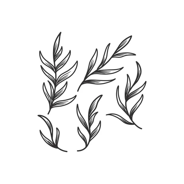 Ανθισμένα Κλαδιά Και Μινιμαλιστικά Φύλλα Για Λογότυπο Τατουάζ Χειροποίητο Γαμήλιο Εικονογράφηση Αρχείου
