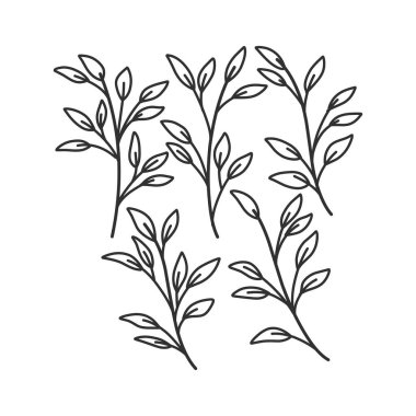 Çiçek dalı ve logo ya da dövme için minimalist yapraklar. El yapımı düğün otları, zarif kır çiçekleri. Baskı, kapak veya duvar kağıdı için en küçük çizgi çizimi