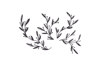 Çiçek dalı ve logo ya da dövme için minimalist yapraklar. El yapımı düğün otları, zarif kır çiçekleri. Baskı, kapak veya duvar kağıdı için en küçük çizgi çizimi