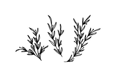 Floral branch and minimalist leaves for logo or tattoo. Hand drawn line wedding herb, elegant wildflowers. Minimal line art drawing for print, cover or wallpaper