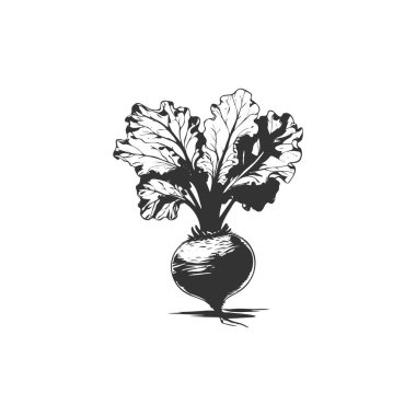 beetroot icon. beetroot vegetable symbol template for graphic and web design collection logo vector illustration