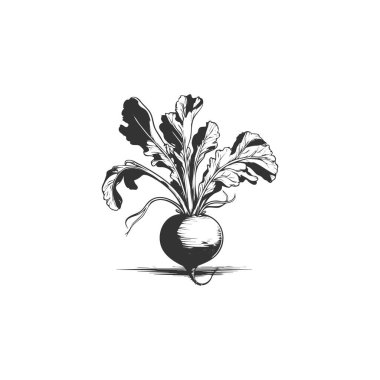 Turp bitki sebze çiftliği en az düz çizgi anahat renkli ve kontur simgesini piktogram