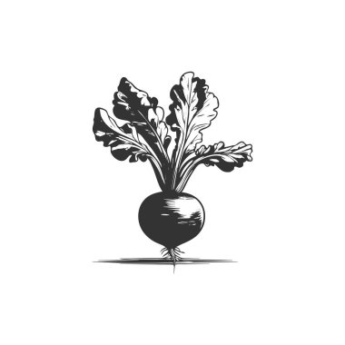 Turp bitki sebze çiftliği en az düz çizgi anahat renkli ve kontur simgesini piktogram