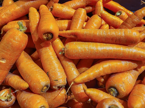 Montón Zanahorias Largas Naranjas Frescas —  Fotos de Stock