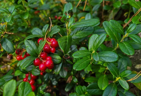 Красная Брусника Зеленом Летнем Растении — стоковое фото