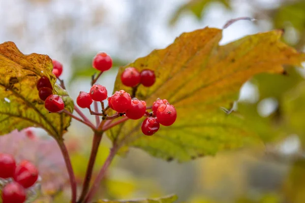 stock image red berries in the autumn garden