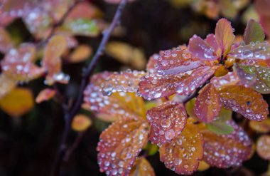 Güzel botanik fotoğrafı, doğal duvar kağıdı.