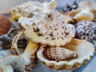 Masanın üzerinde deniz kabukları olan deniz kabuklarına yakın çekim