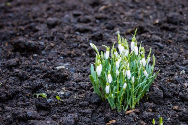 Bahçede bahar çiçekleri