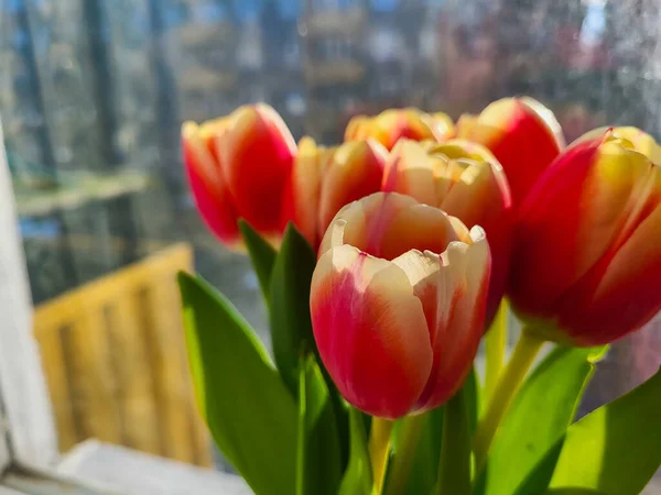 Piękny Kolorowy Bukiet Kwiatów Tulipan — Zdjęcie stockowe