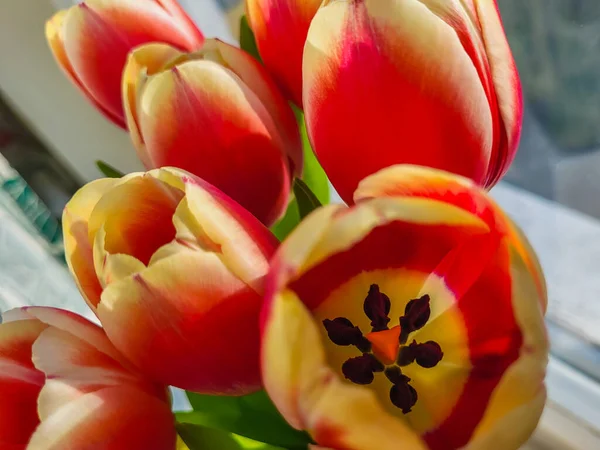 Hermoso Ramo Flores Tulipán Colorido — Foto de Stock
