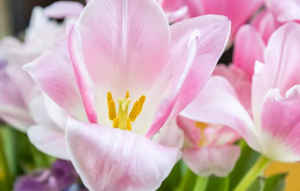 Zbliżenie Piękne Różowe Tulipany Ogrodzie — Zdjęcie stockowe