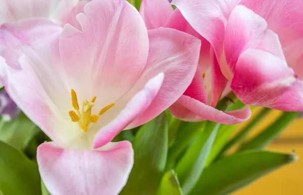 Zbliżenie Strzał Niesamowity Różowy Kwiat Tulipan Koncepcja Wiosny — Zdjęcie stockowe