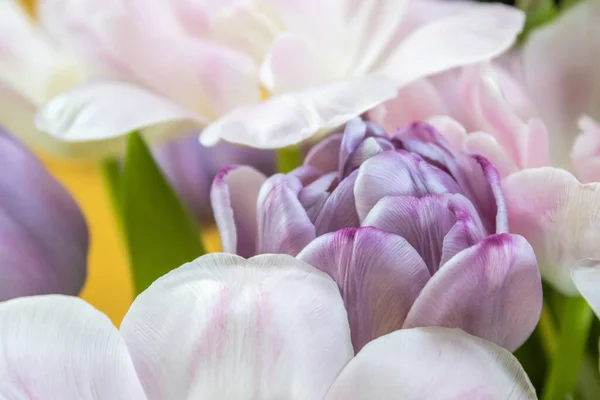 Zbliżenie Zdjęcie Pięknego Purpurowego Białego Kwiatu Tulipana Wazonie — Zdjęcie stockowe