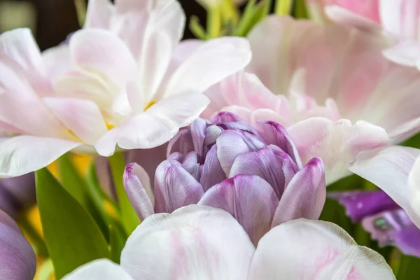 Zbliżenie Zdjęcie Pięknego Purpurowego Białego Kwiatu Tulipana Wazonie — Zdjęcie stockowe