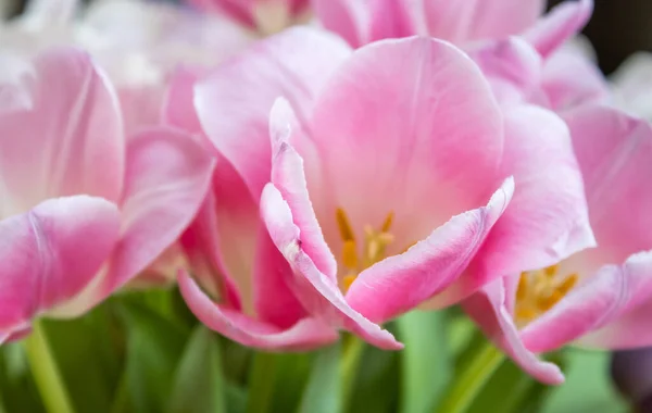 Różowe Tulipany Kwiaty Wiosenna Flora — Zdjęcie stockowe