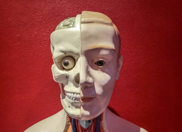 human skull and face. anatomical model