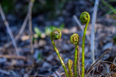 Ormanda genç bir eğrelti otu