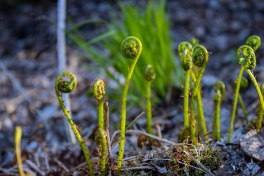 Ormanda genç bir eğrelti otu