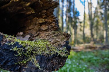 Ormandaki bir ağaç gövdesinin yakın çekimi.