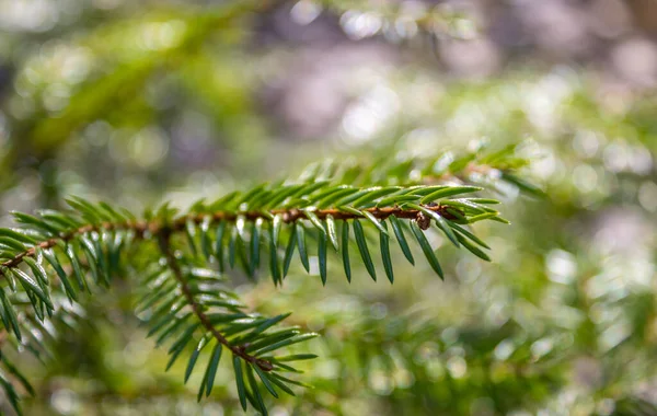 stock image green fir branch  on the background of the forest