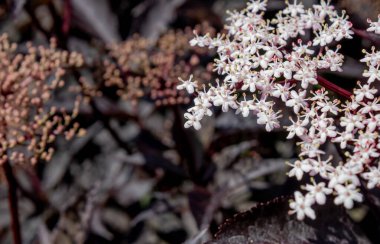 Güzel çiçekler Siyah Mürver Sambucus Zenci bahçede 