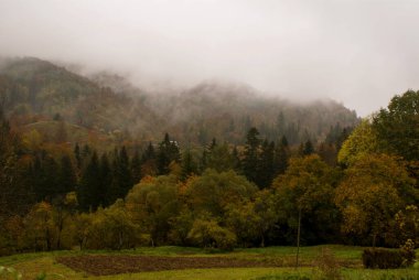 Ukrayna Karpatları 'nda bir sonbahar günü vadiyi farklı ağaç ve açıklıklarla dolduran sis.