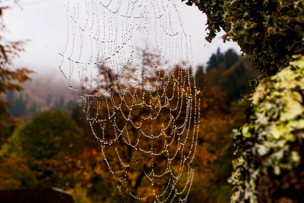 ウクライナのカルパティアの背景に曇った秋の日に古い木の枝にクモの巣の上の水の滴 — ストック写真