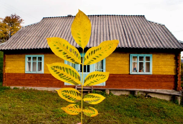 A branch with yellow hazel leaves against the background of an old wooden house in the Ukrainian Carpathians in autumn
