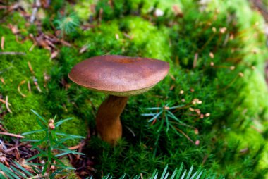 Sonbaharda Karpat ormanlarında yosun ve ladin dallarıyla çevrili bej bacaklı ve kahverengi şapkalı yenilebilir bir mantar.