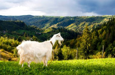 Güneşli bir sonbahar gününde Karpat dağlarının arka planında beyaz bir keçi duruyor.