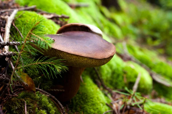 An edible mushroom with a white stem and a brown cap in the Carpathian forest among green moss, live and dry branches of a Christmas tree