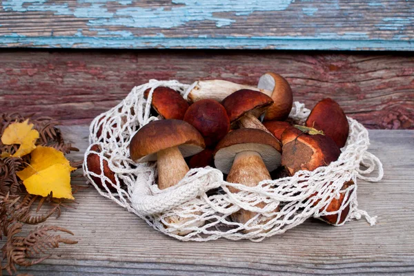Uma Grade Cogumelos Cárpatos Comestíveis Com Uma Perna Bege Boné — Fotografia de Stock