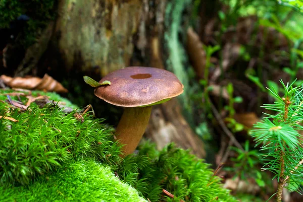 An edible mushroom with a white stem and a brown cap in the Carpathian forest among green moss, live and dry branches of a Christmas tree