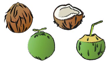 Beyaz arkaplanda hindistan cevizi izole edilmiş vektör, meyve çizgisi sanat vektörü izole