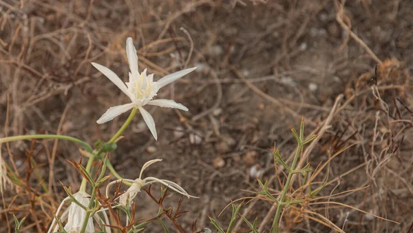 保護された砂丘の野生の白い花 — ストック写真