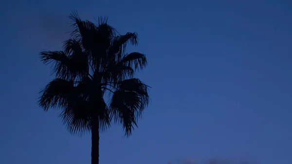 stock image Backlit palm trees against blue sky at sunset