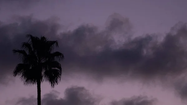 Backlit Palm Trees Blue Sky Sunset — Stock Photo, Image