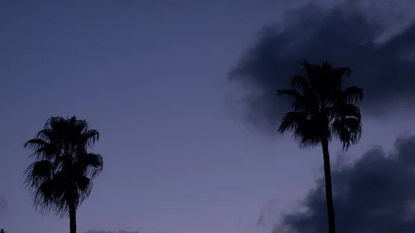 Taustavalaistuja Palmuja Sinistä Taivasta Vasten Auringonlaskun Aikaan — kuvapankkivalokuva