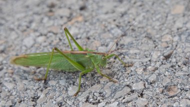 Bir otoyolun gri kaldırımında yeşil çekirge