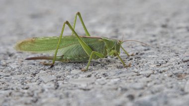 Bir otoyolun gri kaldırımında yeşil çekirge