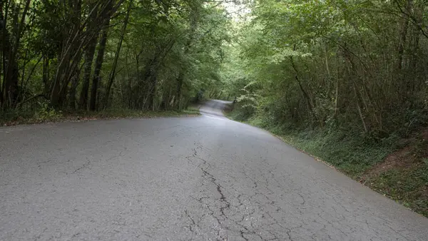 Cracked Gray Pavement Bucolic Road Forest Tall Green Trees — Stock Photo, Image